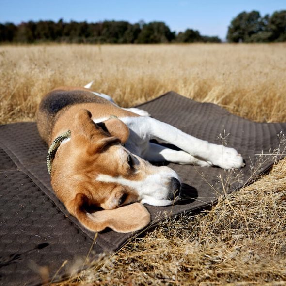 PALOPA CESTOVNÍ TAŠKA PRO PSY NOBO ANTHRACITE - PRO MAZLÍČKY - NOŠENÍ & SPORT