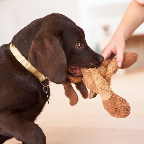 BABY DAN BABYDAN PROSTOROVÁ ZÁBRANA PRO PEJSKY PET FLEX L, KOVOVÁ, ČERNÁ - BEZPEČNOST DĚTÍ V DOMÁCNOSTI - KOUPÁNÍ A ZDRAVÍ