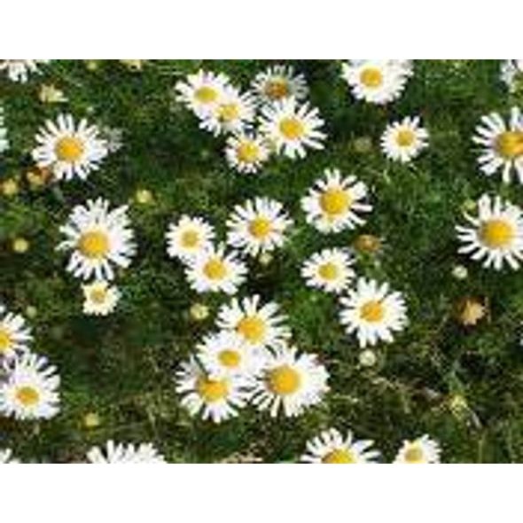 PURE.BIO TĚLOVÉ MLÉKO NOVINKA 2011 ! - ŠAMPONY A KOSMETIKA - KOUPÁNÍ A ZDRAVÍ