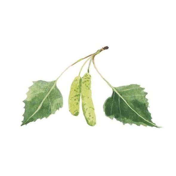 WELEDA BŘEZOVÝ OLEJ NA CELULITIDU 200ML - KOSMETIKA PRO CELOU RODINU - PRO MAMINKY