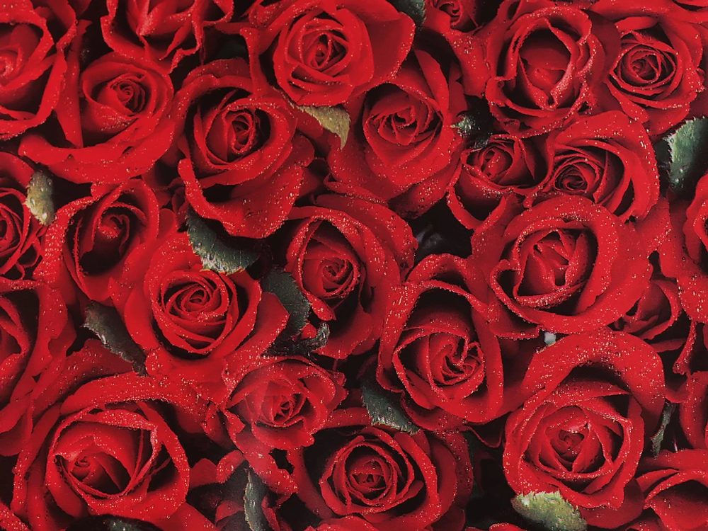 Balicí papír 0,7x2 m - 11 červená růže