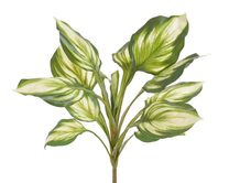 Umělá rostlina - bohyška hosta 56 cm