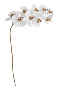 Větvička orchidej phalaenopsis 90 cm - bílá/zlato