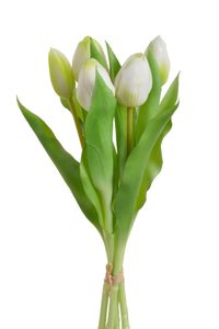 Svazek tulipánů 5 ks - bílá se zelenou