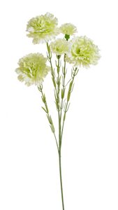 Karafiát trsový  61 cm - zelená