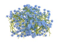 Gypsophila - šater - květy stonek 4 cm - modrá