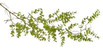 Převis eukalyptus 92 cm