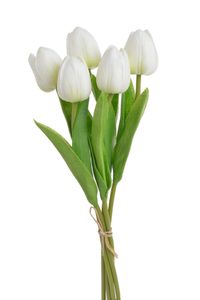 Tulipán pěnový (5 ks) - bílá se zeleným nádechem 30 cm
