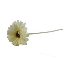 Gerbera krémová X5786-26 - dia 10 x 3 / 53 cm