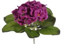 Fialka africká - švestková 16 cm