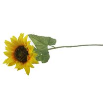Slunečnice X5838 - 60 cm