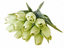 Tulipán s listem 6 ks - světlá zelená