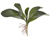 Listy orchideje 26 cm