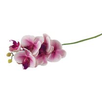 Umělá orchidej X4920-11 - 14 x 7 x 72 cm