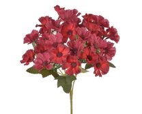 Krásenka trs x5 - vínová 30 cm