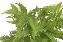 Okrasný bodlák X6832-26 - 52 cm