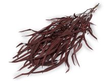 Stabilizovaný eukalyptus svazek