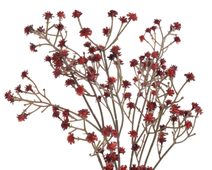 Pryskyřník X6953-07