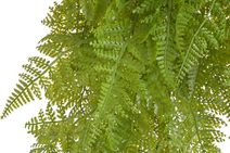 Dlouholistý ruscus trs 42 cm - šedohnědá tmavá