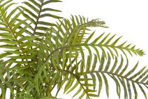 Dlouholistý ruscus trs 42 cm - šedohnědá tmavá