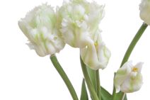 Svazek tulipánů 5 ks - tmavě růžová