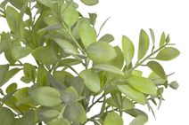 Okrasný bodlák X6832-26 - 52 cm