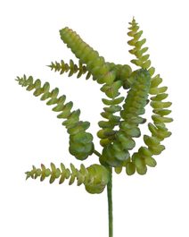 Sedum burrito sukulent 27 cm - zelená tmavší