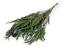 Stabilizovaný eukalyptus svazek