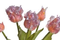 Svazek tulipánů 5 ks - tmavě růžová