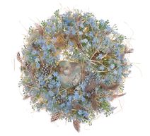 Amaranthus - růžový 3 ks