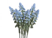 Ranunculus pryskyřník svazek - MIX fialovorůžová