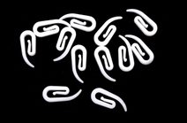 Záclonový háček šnekový 100 ks