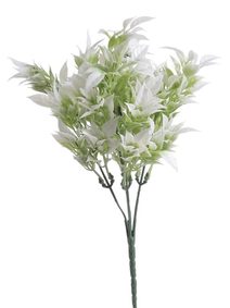 Ruscus zaprášený zelená+ bílá