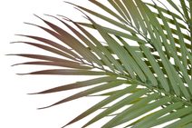 Palmové listy trs 60 cm