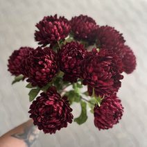 Kytice třapatek 371413-11