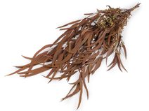 Stabilizovaný eukalyptus svazek