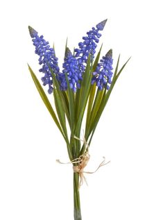 Modřenec ( 4 ks) - modrá 27 cm