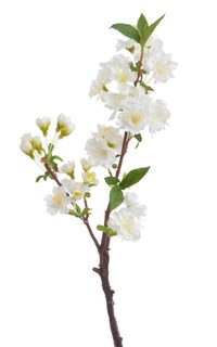 Větvička sakura 48 cm - bílá