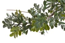 Umělá girlanda ruscus 150 cm - zelená