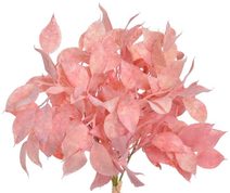 Asparagus trs x7 - šedomodrá 30 cm