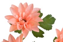 Jasmín s lístky - broskvová