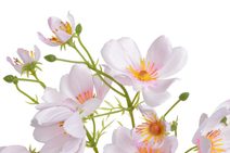 kytice růží, hortenzie horizontální 60 cm, KRÉMOVÁ - 60 cm