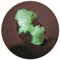 HASBRO PLAY-DOH Kreativní set modelína 4 kelímky zvířátka mix barev