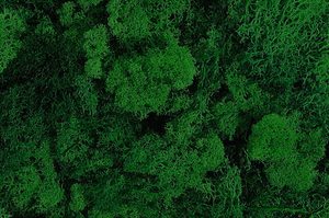 Mech islandský (250 g) - zelená tmavá