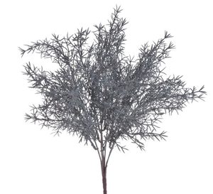 Asparagus trs x7 - šedomodrá 30 cm