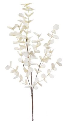 Eukalyptus pěnový - krémová - Canea