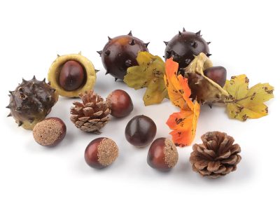 Umělé kaštany, šišky, listy{% if product.brand.name %} – Stoklasa{% endif %}