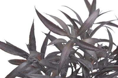 Dlouholistý ruscus trs 42 cm - šedohnědá tmavá – fotka 1