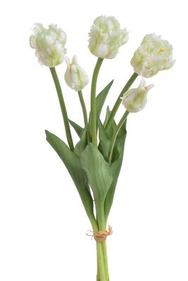 Tulipán papouškovitý 5 ks - bílá se zelenou kresbou{% if product.brand.name %} – Canea{% endif %}