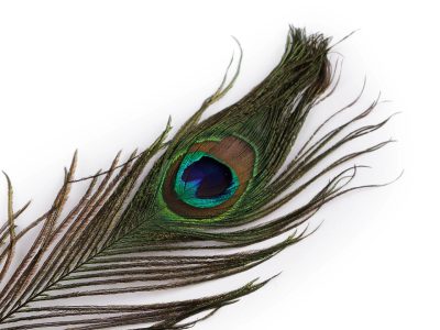 Paví peří délka 25-30 cm 10 kusů – fotka 2